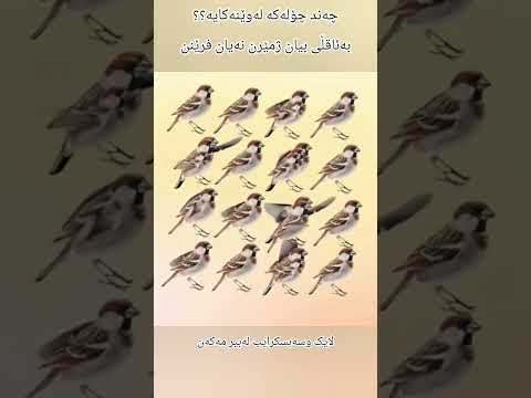 ئەو چۆلەکانەمەفرێنن بەئاقڵی بیان ژمێرن      