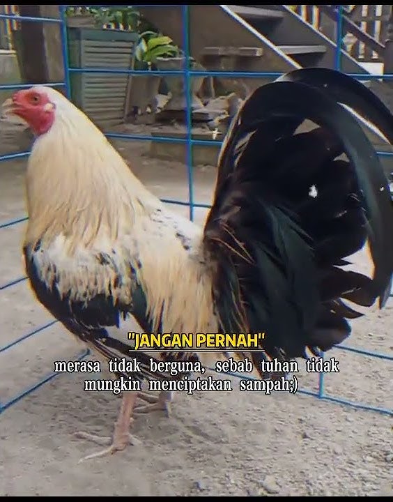VIDIO Shorts || AYAM