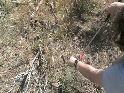 Northern Pacific Rattlesnake (Crotalus oreganus) a...