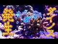#20【海水水槽