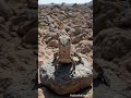 Exploring the Real World 🌍 | Truth You Need to See!#worldrealities#wildlife #foryou #desert