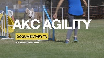HOW AKC DOG AGILITY TRIAL WORKS