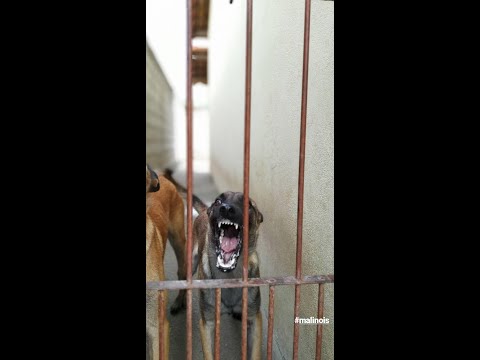 Vídeo: Ataques De Cães A Transportadores De Correspondência Em Alta: O Que Os Pais De Animais De Estimação Podem Fazer