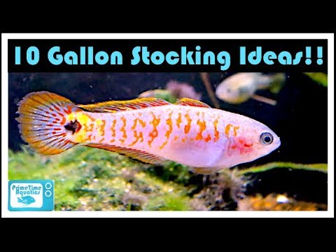 10 Gallon Fish Tank Stocking Ideas: Have You Thought About These Fish? 