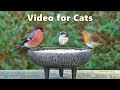 Videos for Cats to Watch Birds - Garden Bird Extravaganza - 8 Hours NEW ✅