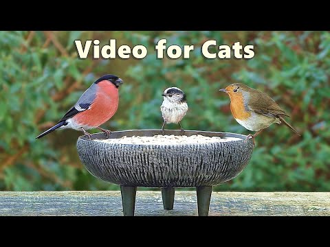 videos-for-cats-to-watch-birds---garden-bird-extravaganza---8-hours-new-✅