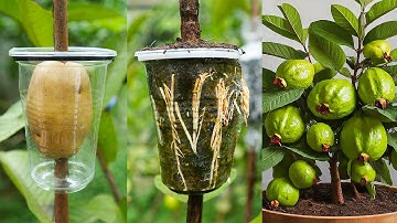 Great idea to propagate guava tree by air layering using a potatoes🥔