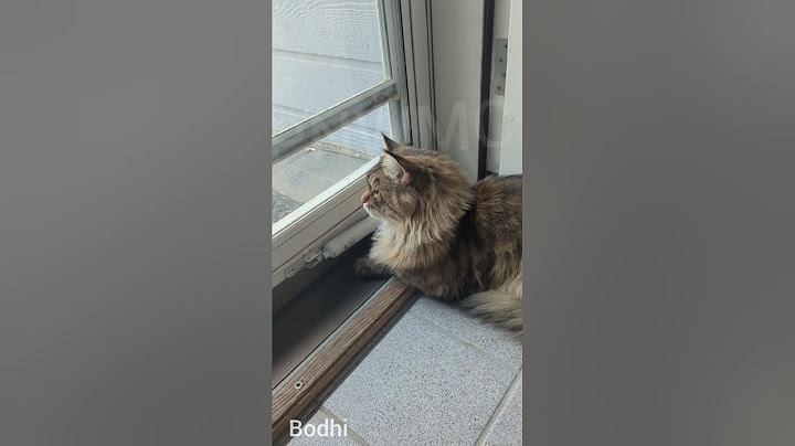 Video 2589731: mains coon cat mainecoon, cat pet maine coon, giant maine coon cat, cat vs maine coon, cats dogs maine coon, european polydactyl maine coon, maine coon growing