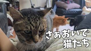 What Happened When I Called All My Cats Together [Life with 4 Cats