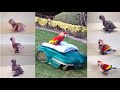 How  a baby  Scarlet  Macaw grows up !