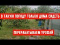 #635В ТАКУЮ ПОГОДУ ТОЛЬКО ДОМА СИДЕТЬ/ПЕРЕРАБАТЫВАЕМ УРОЖАЙ/КЛУБНИЧНЫЕ ЧИПСЫ