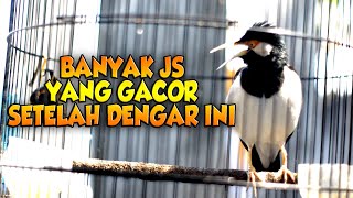 JALAK SUREN RIBUT, PANCINGAN JALAK SUREN STRES