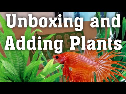 Unboxing & Adding Plants To My Tanks