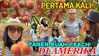 PANEN BUAH PEACH PERDANAKU DI AMERIKA #vlog121