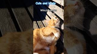 Nothing cat pets funny