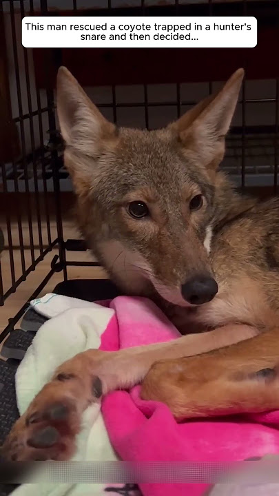 This man rescued a coyote trapped in a hunter's snare and then decided