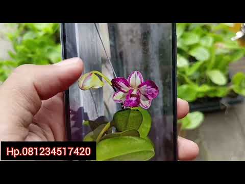 promo Dendrobium Ang peng boon.splash. hrg hemat .