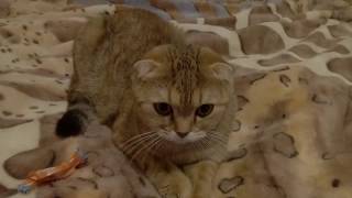 Шотландская Вислоухая кошка и фантик. Scottish Fold cat and wrappe