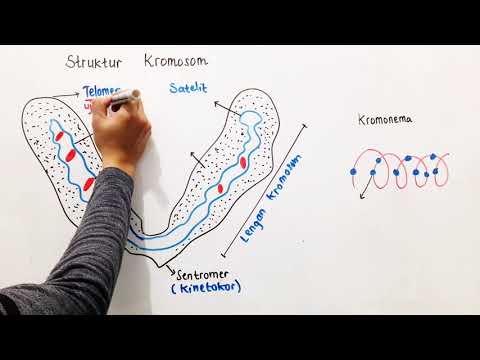 Struktur Kromosom - Materi Genetik