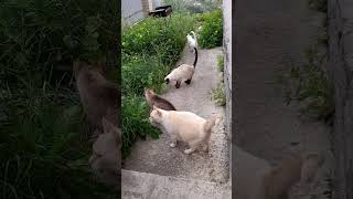 Поедать траву к Дориану присоединились Лукас, Осман и Розовая Пантера. Тайские кошки -  это чудо!