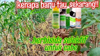 5 OBAT RUMPUT UNTUK CABE!! HERBISIDA SELEKTIF CABE