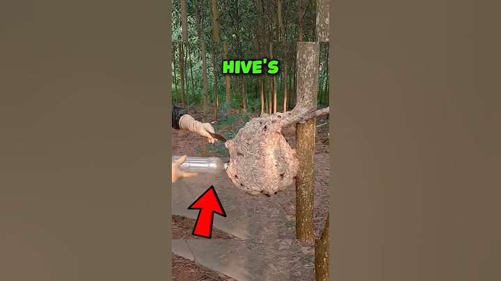 How to get rid of bees easily.