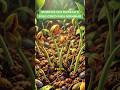 Sementes que Esperam o Solo Certo para Germinar #PlantasCarnívoras #Sementes #Germinação #Biologia