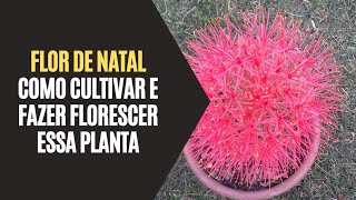 Qual é a flor Estrela de Natal? - Blog espacial