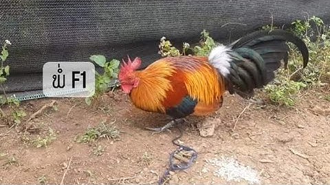 Ntev Lawm lam tsom qaib cuab rau peb saib 14/10/2022