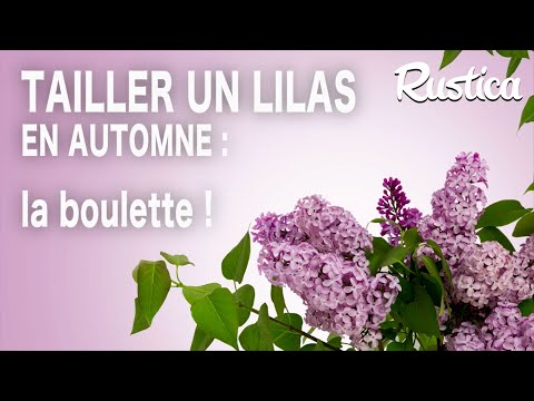 Vidéo: Faut-il tailler les buissons de lilas à l'automne ?