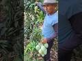 Panen mangga