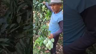 Panen mangga