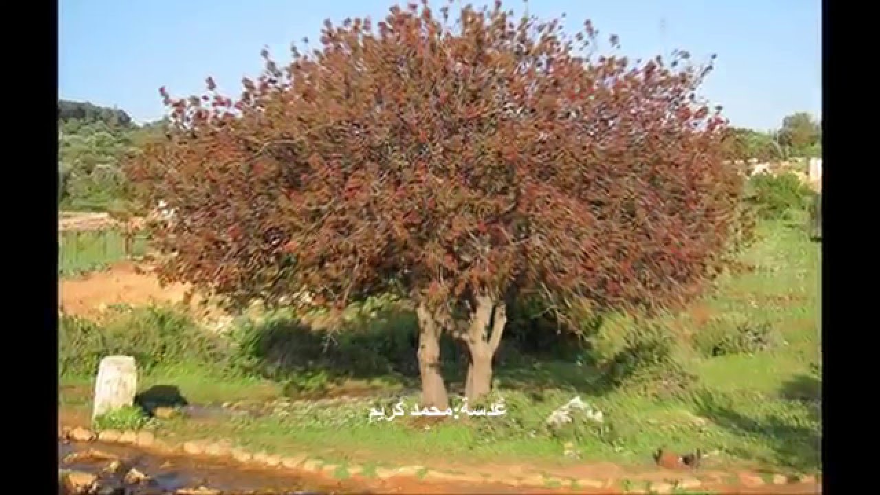 شجرة البطم الفلسطيني بطم أشجار فلسطين Youtube