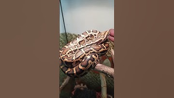 Burmese python handling tips and tricks.