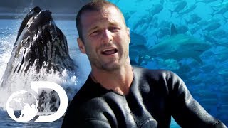 Dave Salmoni Gets Dangerously Up Close With Fascinating Sea Creatures | Deadly Islands