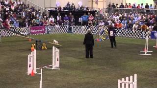 Blink - 8 Winner 2012 AKC Invitational