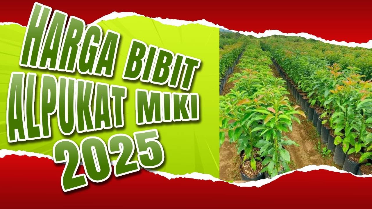 Harga Bibit Alpukat Miki 1 Meter Up (2025) ❗