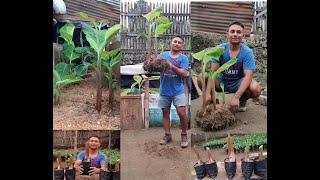 Como tener muchos hijos de plátano en un solo colino para tu finca #agricultores #platano #viral