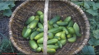 Консервированные маринованные огурцы. Заготовки на зиму. Огурцы рецепты. Домашние заготовки. Консервированные маринованные огурцы. Заготовки на зиму. Огурцы рецепты. Домашние заготовки.