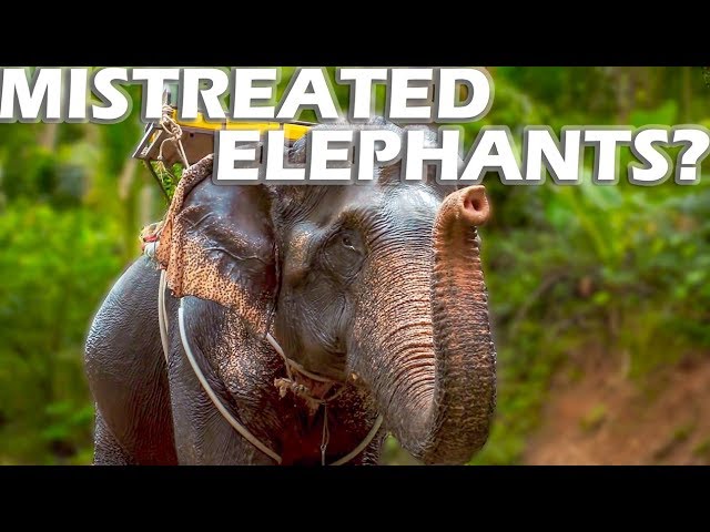 Mistreated Elephants?  S3:E07 – Sailing Vlog