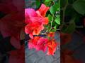 Tiger color type of bougenvil flower which is very cuteshort flowers aminatagarden shorts