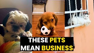 TOP 35 Viral Animal Moments - These PETS Mean Business