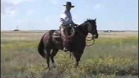 Martin Black - The Hackamore