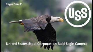 U. S. Steel Bald Eagle Camera Live Stream - Cam 2 - USS nest with Monongahela River in background