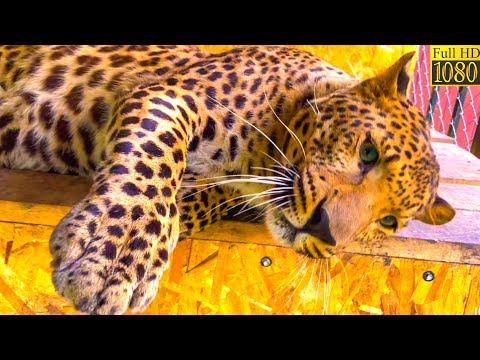 LAZY JAGUAR || RARE VIDEO