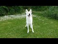 Amazing dog. White German shepherd.