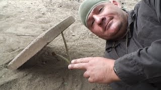 Modified Promontory Peg Deadfall Trap (Part 3 of a series)  ......The Promute Peg