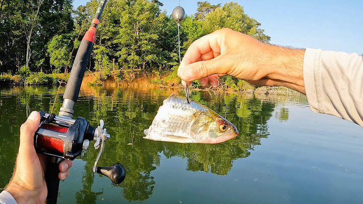 Catfishing Expectations vs. Reality | The Happy Run Experience