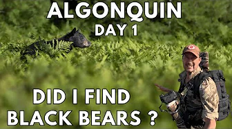 Into the Wild: Tracking Black Bears in Algonquin | Epic Wildlife Photography Adventure
