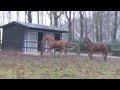 Biolley Horses Foals december 2011